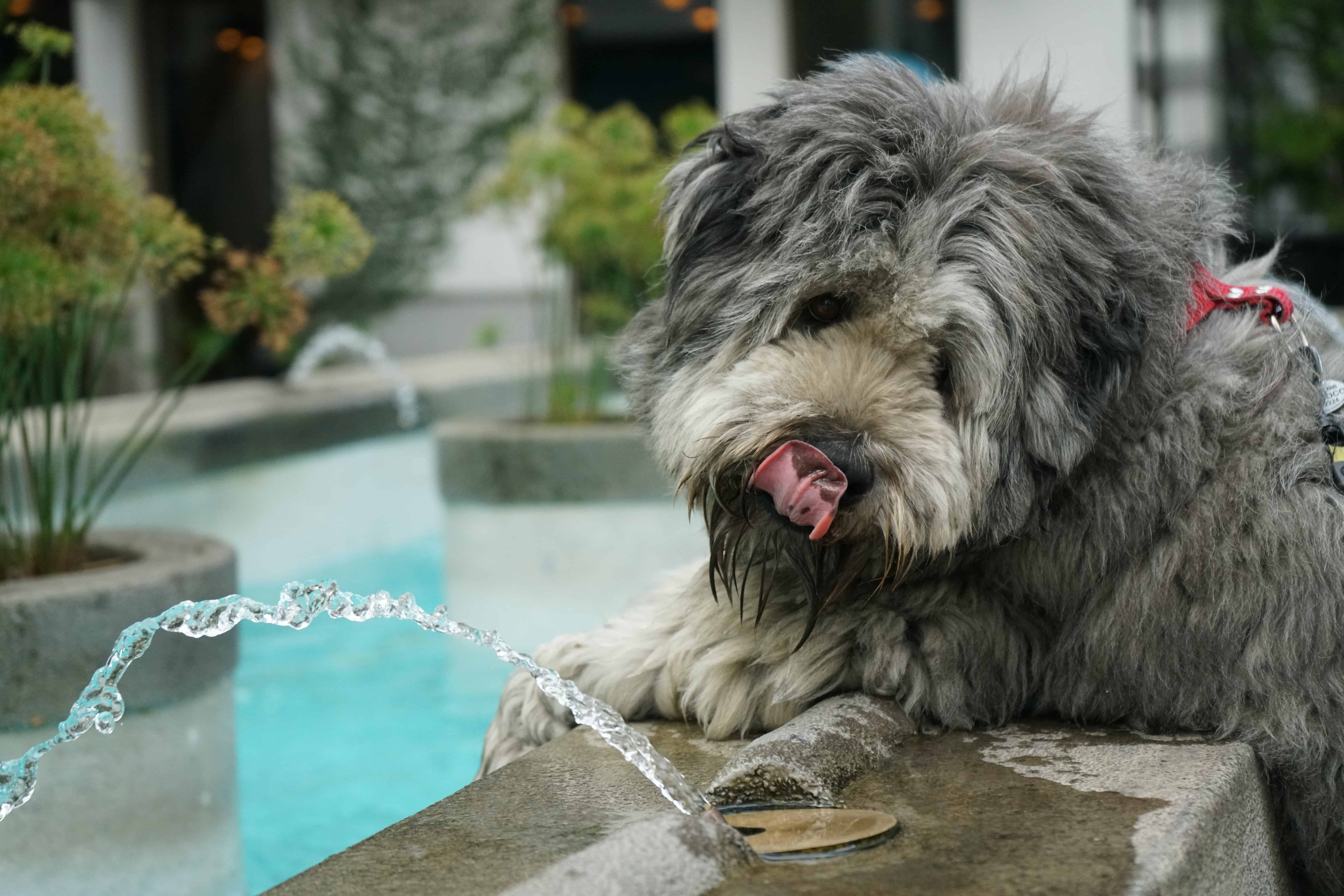 fontaine-chien Chien avec une fontaine à eau