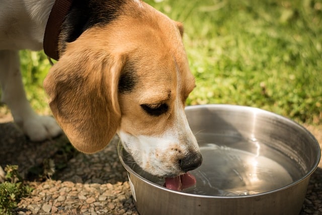 animal boire canicule